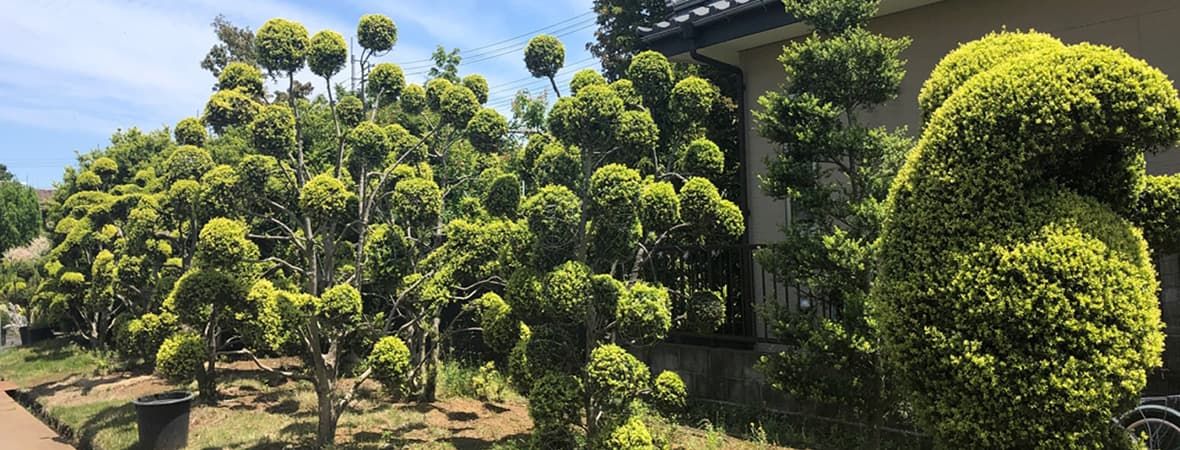 小林養樹園について