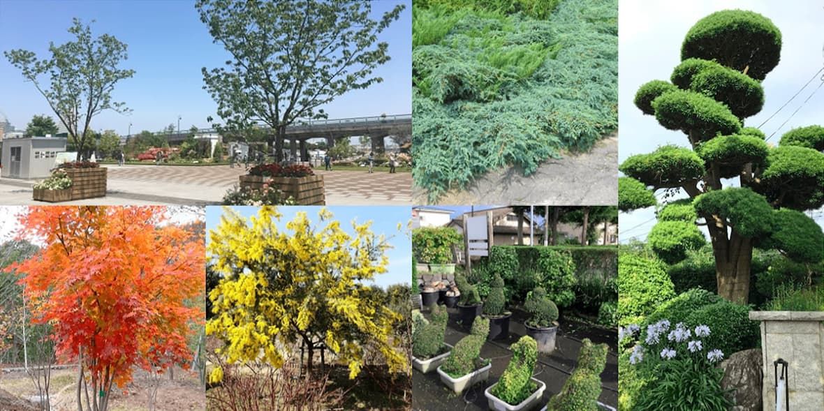 植物の様子