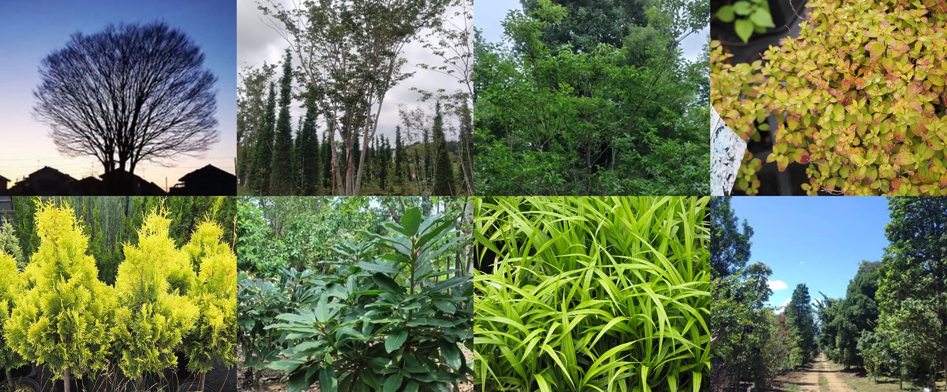 小林養樹園の植物の様子